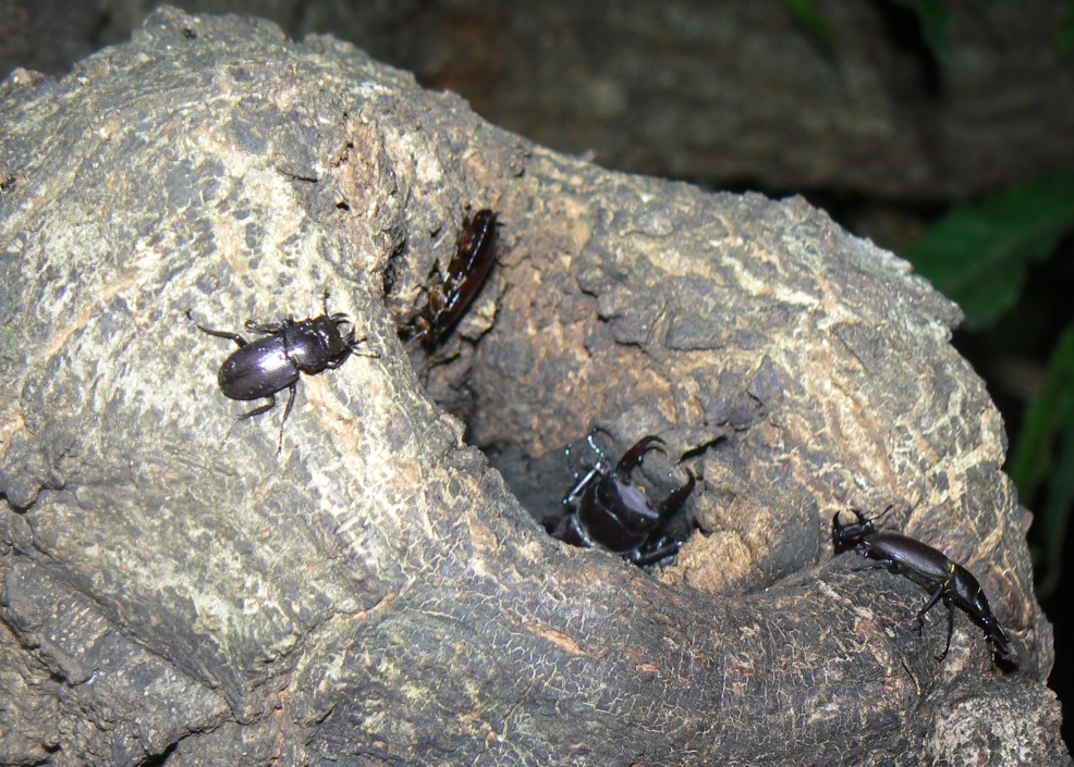 団地前のクヌギ_正面の洞_コクワガタ3♂ 2021年7月13日 19時30分頃 気温26度
